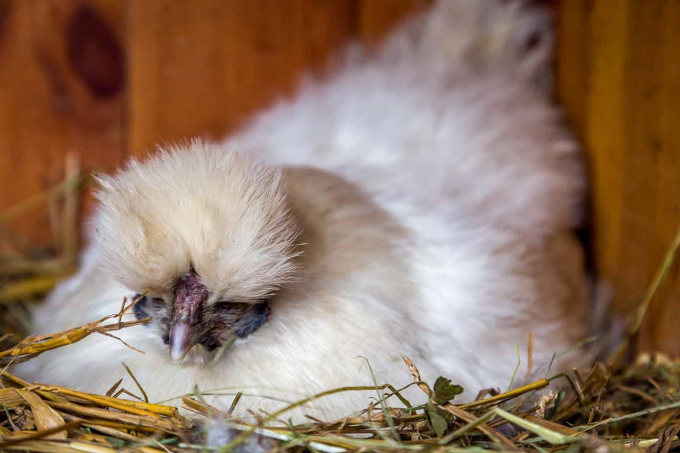 Ferme de Balme poulette