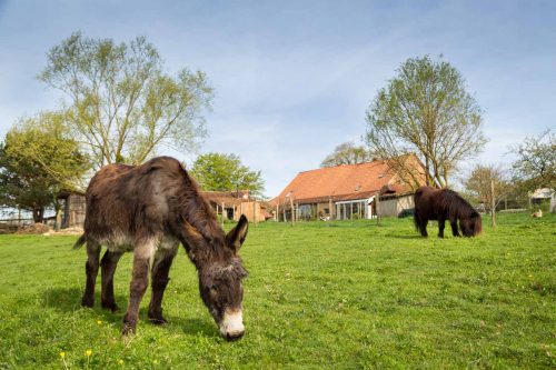 Ferme de Balme plan large et animaux