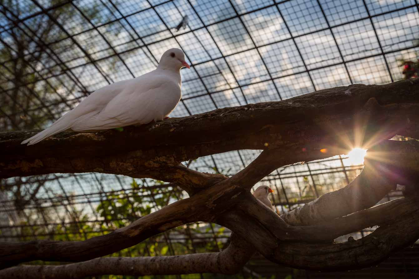 Ferme de Balme oiseaux