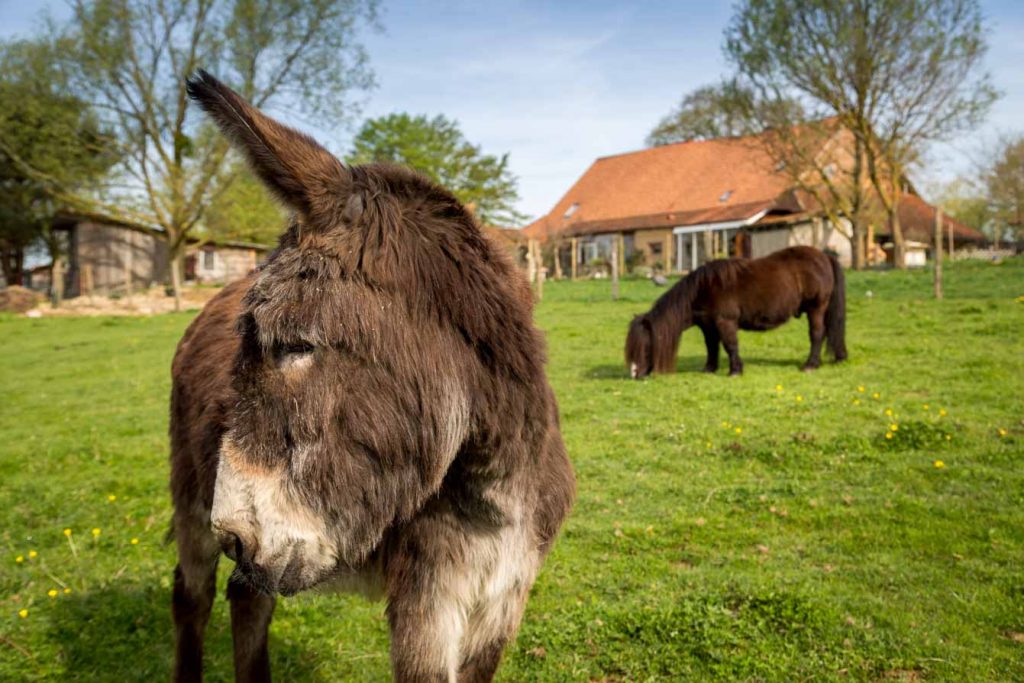 Ferme de Balme - Compagnons