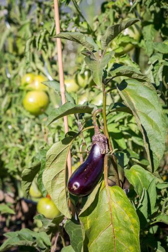 Balme - Potager