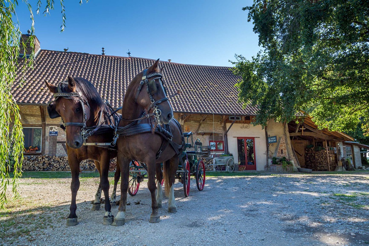 Ferme de Balme - Attelage de Franches-Montagnes