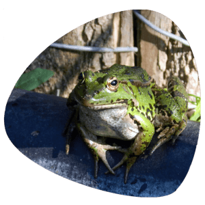 Grenouille du jardin de la Ferme de Balme